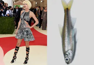 Los Memes del Met Gala que no puedes perderte